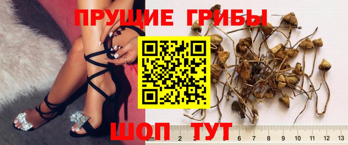 Красногорск  Галлюциногенные грибы Magic Shrooms  Вход с VPN 